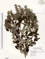 藏品(三葉蔓荊)的圖片