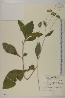 藏品(地膽草、毛蓮菜)的圖片