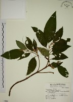 藏品(野牡丹)的圖片