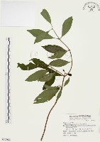 藏品(毛玉葉金花)的圖片