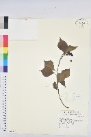 藏品(烏臼)的圖片