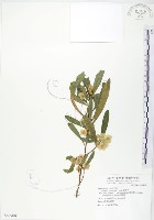 藏品(車桑子)的圖片