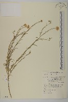 藏品(狗娃花)的圖片