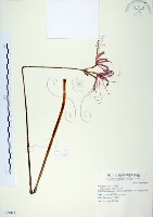 藏品(龍爪花、金花石蒜)的圖片