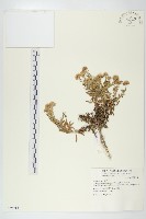 藏品(狗娃花)的圖片