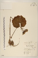 藏品(山菊)的圖片