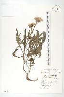 藏品(鳳毛菊)的圖片