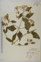 藏品(香澤蘭、飛機草)的圖片