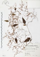 藏品(臺灣何首烏)的圖片