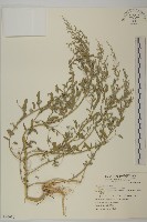 藏品(小葉藜)的圖片