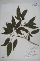 藏品(臺灣樹參)的圖片