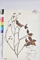 藏品(棲蘭山杜鵑)的圖片