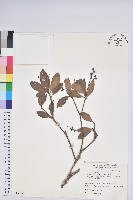 藏品(臺灣馬醉木)的圖片