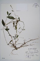 藏品(日本牛膝)的圖片