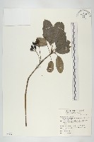 藏品(耿氏虎皮楠)的圖片