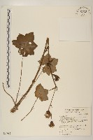 藏品(臺灣山菊)的圖片