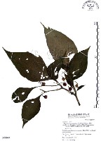 藏品(龍珠)的圖片