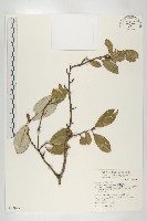 藏品(臺灣胡頹子)的圖片