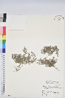 藏品(匐根大戟)的圖片