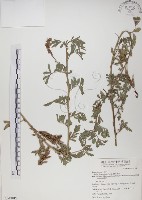 藏品(穗花木藍)的圖片