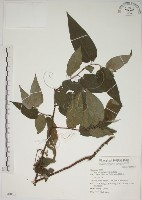 藏品(山黃麻)的圖片