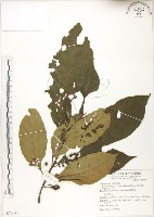 藏品(水冬瓜)的圖片