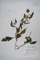 藏品(臺灣馬藍)的圖片