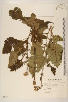 藏品(黃花三七草)的圖片