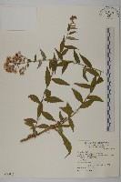 藏品(臺灣馬蘭)的圖片