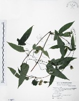 藏品(森氏鐵線蓮)的圖片