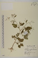 藏品(茯苓菜)的圖片