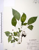 藏品(長梗盤花麻)的圖片