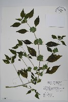 藏品(華九頭獅子草)的圖片