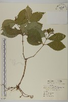 藏品(臺灣及己)的圖片