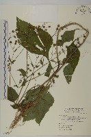 藏品(下田菊)的圖片