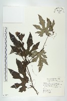 藏品(槭葉括樓)的圖片