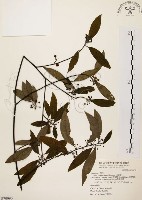 藏品(山胡椒)的圖片