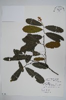 藏品(瓜馥木)的圖片