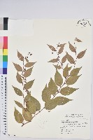 藏品(白珠樹)的圖片