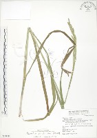 藏品(吳氏雀稗)的圖片