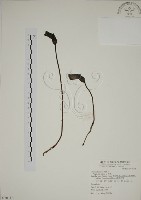 藏品(野菰)的圖片