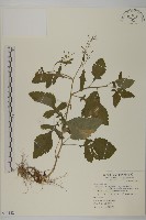 藏品(茯苓菜)的圖片