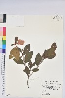 藏品(金毛杜鵑)的圖片