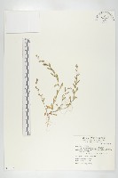 藏品(廣東葶藶)的圖片