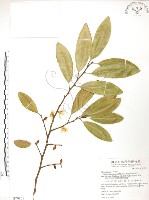 藏品(烏心石)的圖片