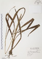 藏品(臺灣白及)的圖片