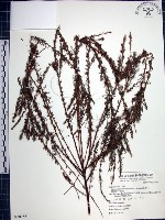 藏品(鐵掃帚、千里光)的圖片