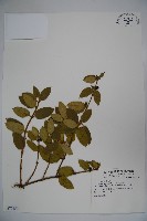 藏品(忍冬、金銀花)的圖片