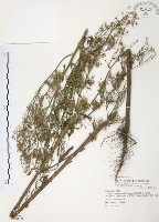 藏品(加拿大蓬)的圖片