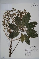 藏品(鵝掌柴、江某、鴨腳樹)的圖片